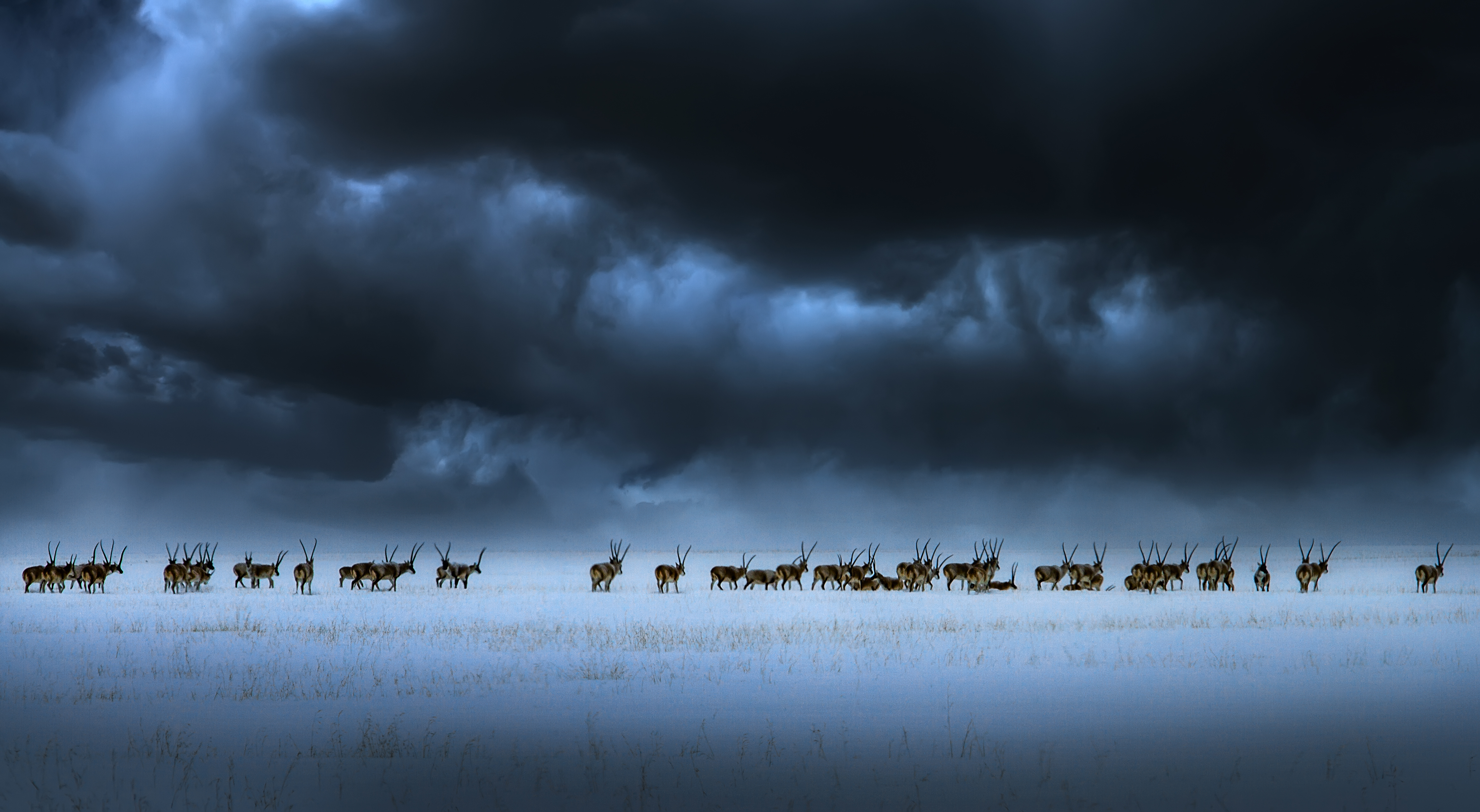 黄大超 高原上的精灵-藏羚羊.jpg