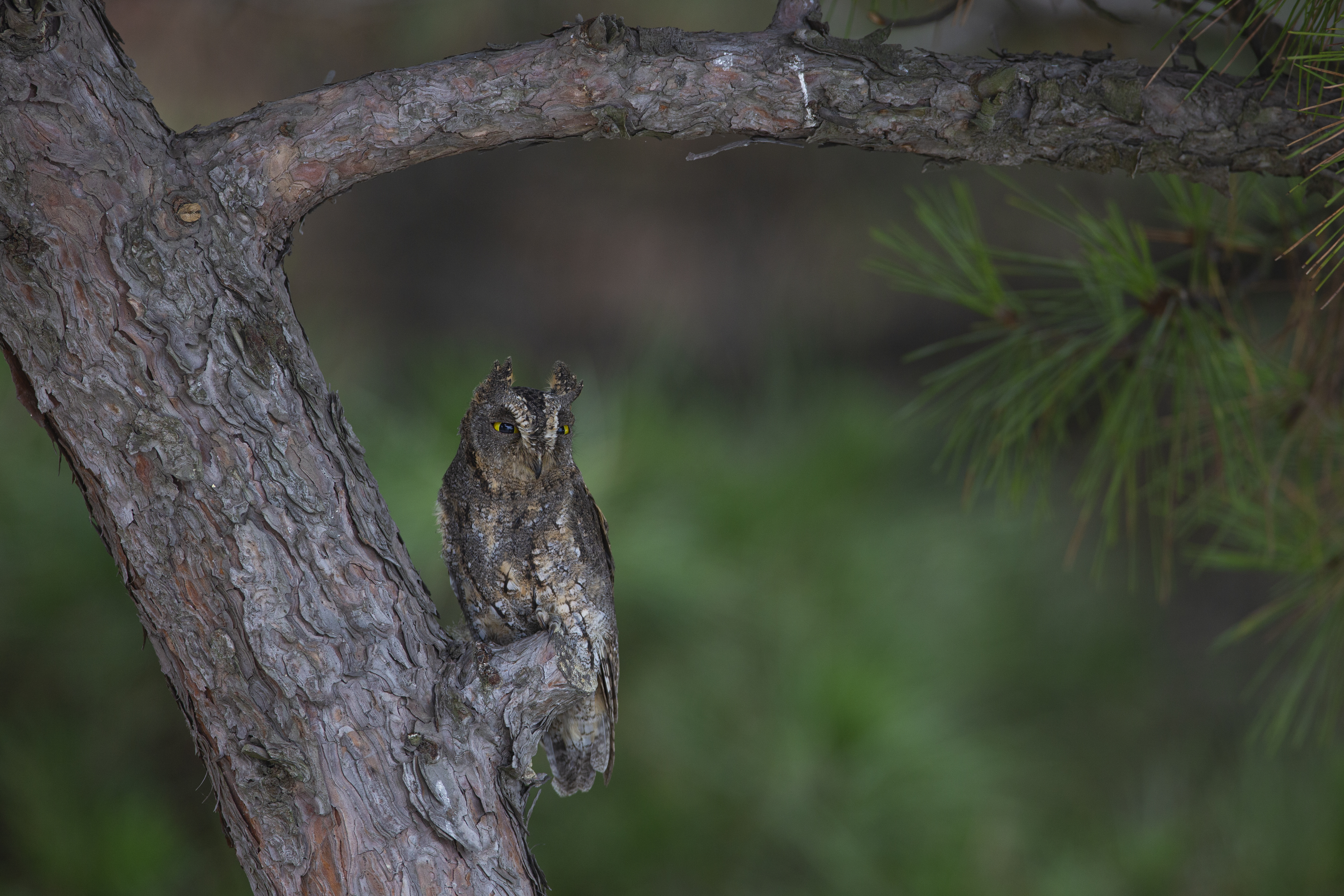 刘玉平 东方角鸮.jpg