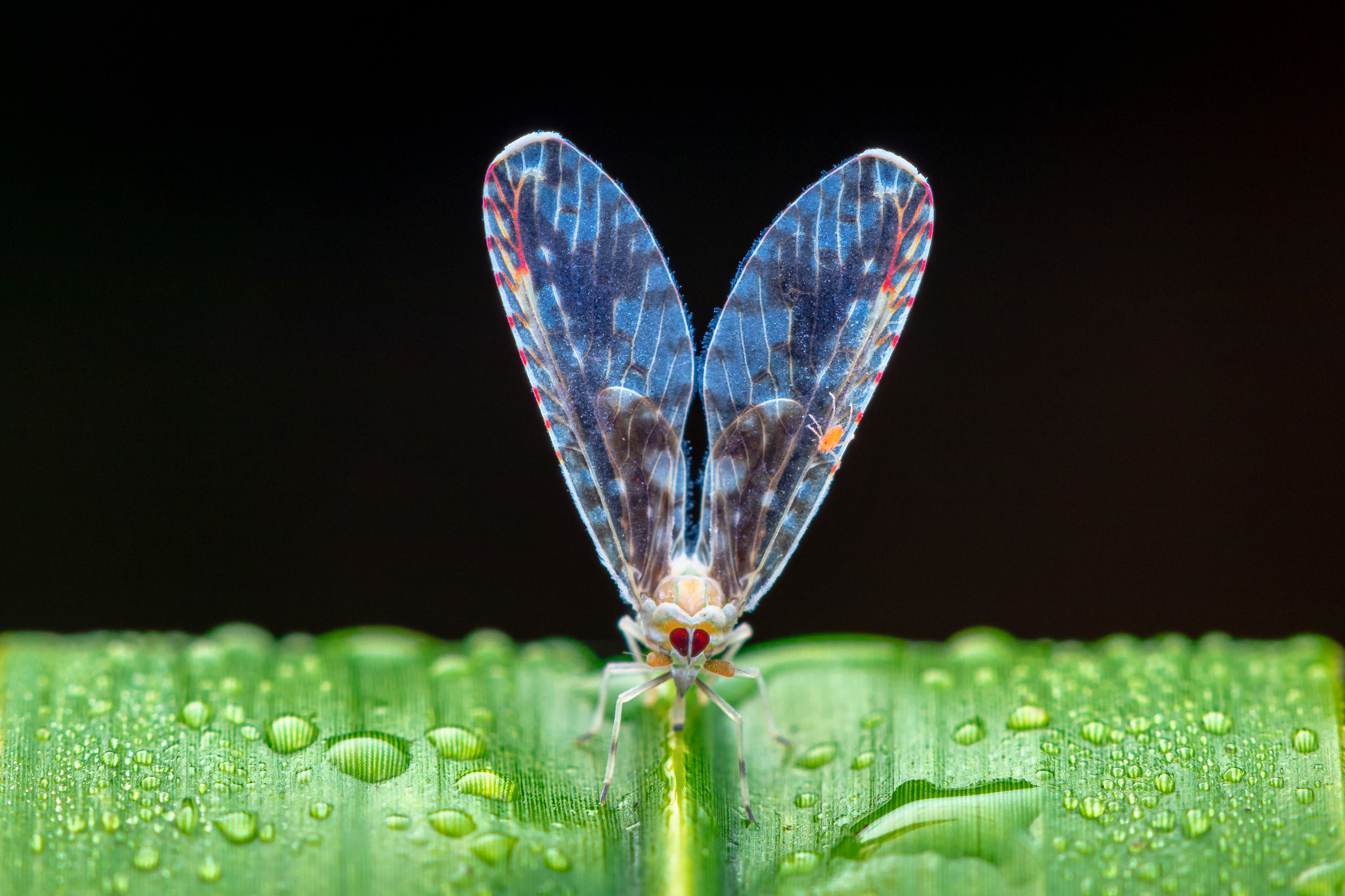 祝育斌 来吧展示.jpg