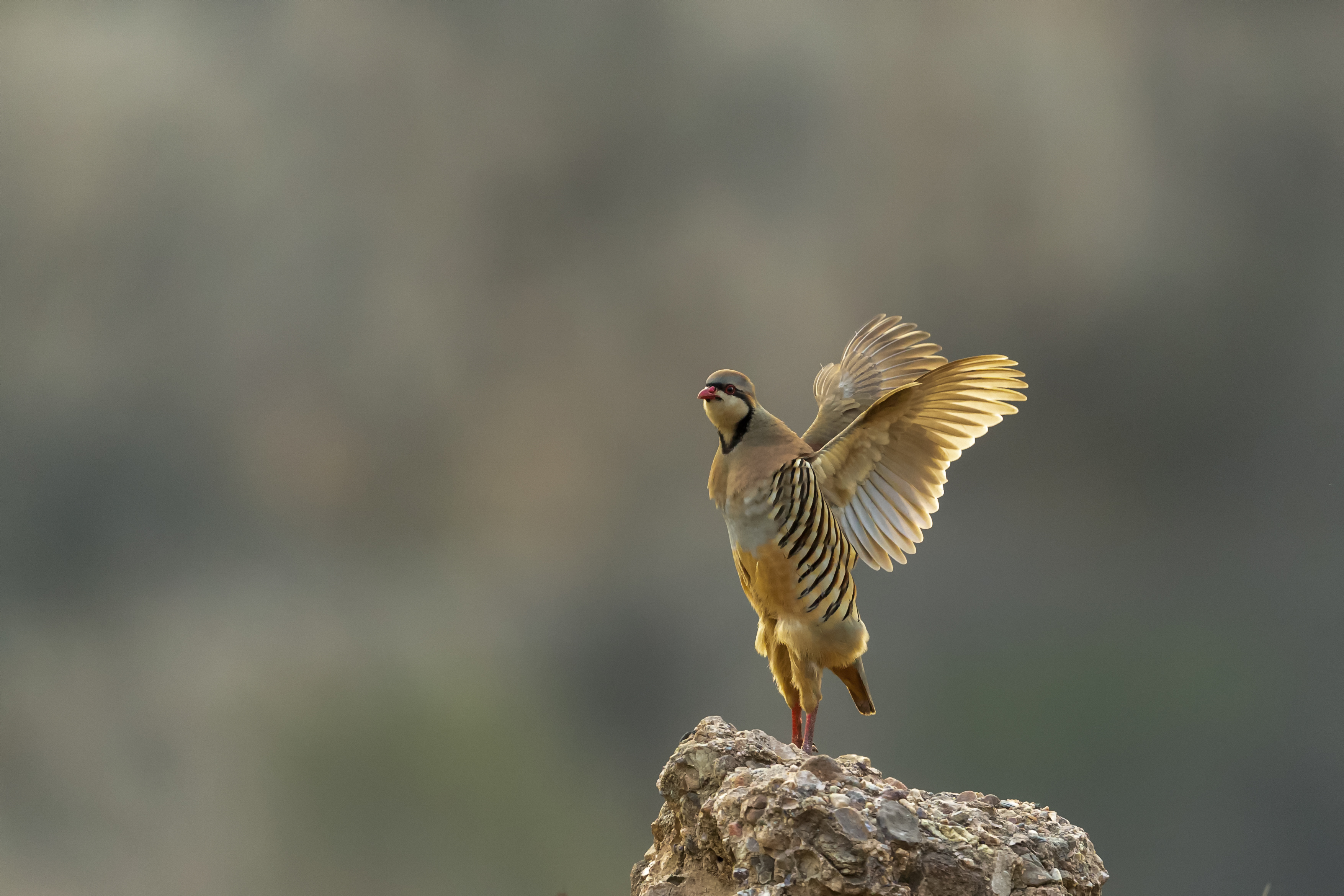 武跃峰 石鸡展翅.jpg