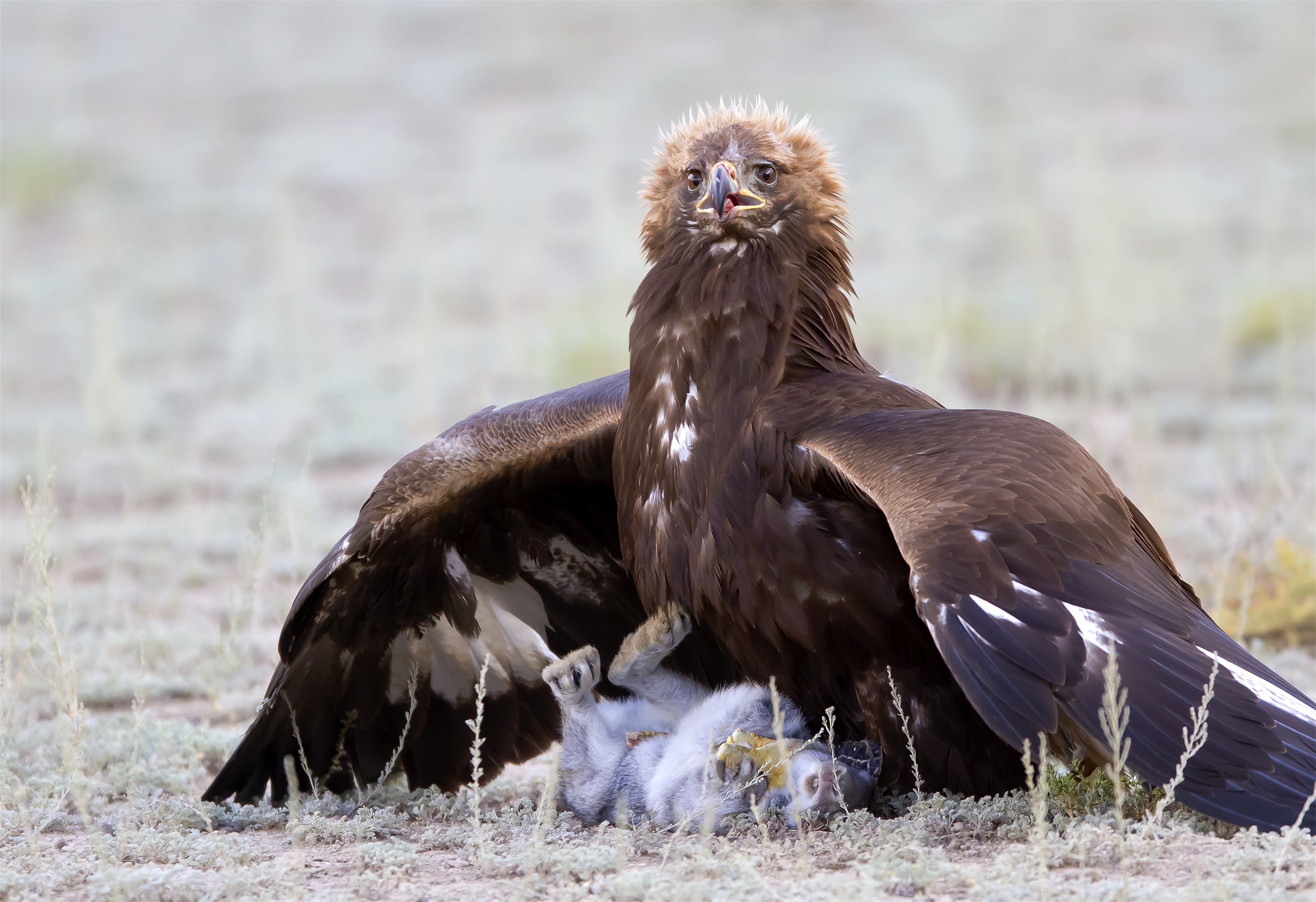 许怀民 捕获.jpg
