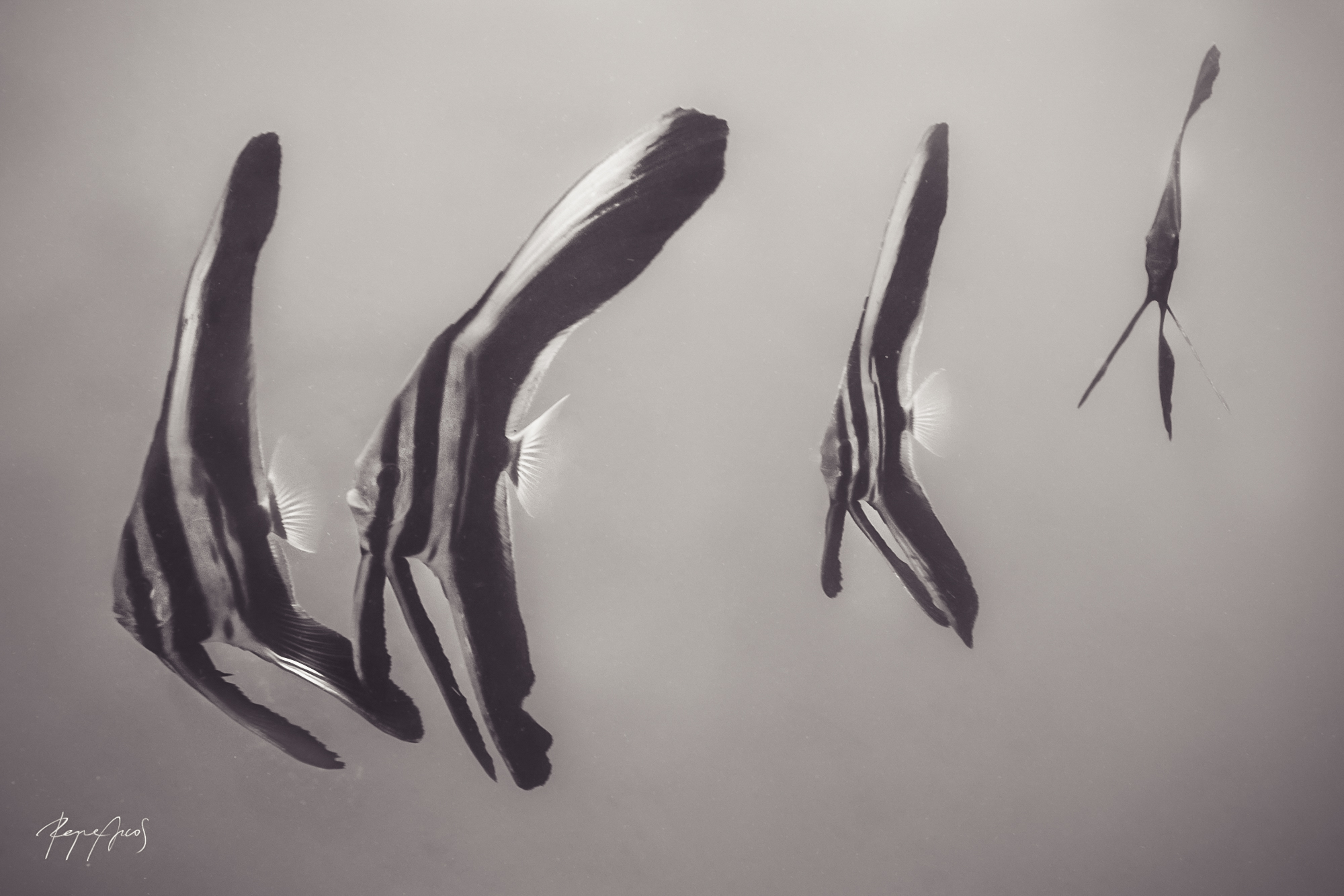 batfish-2.jpg