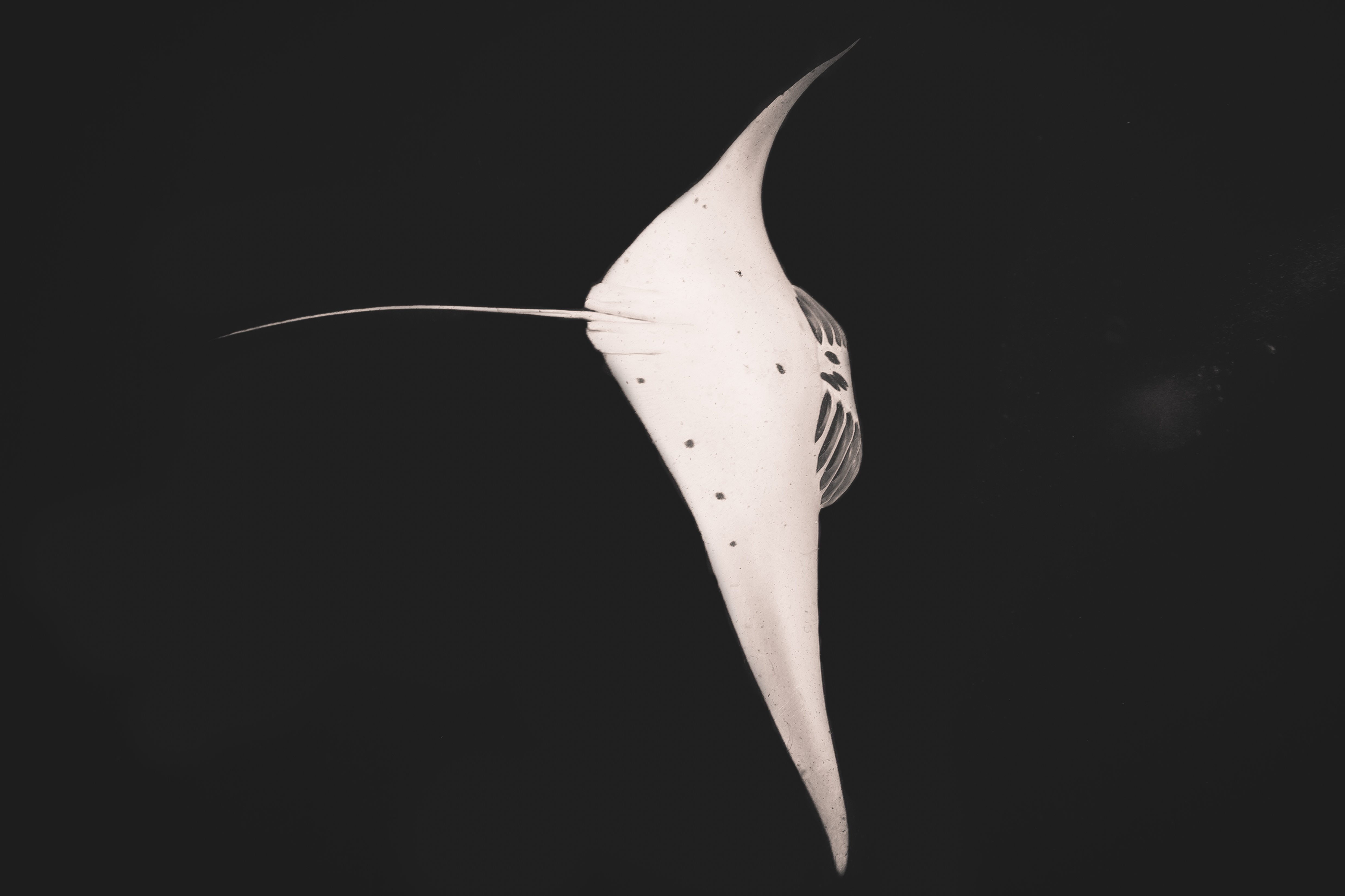 manta3.jpg
