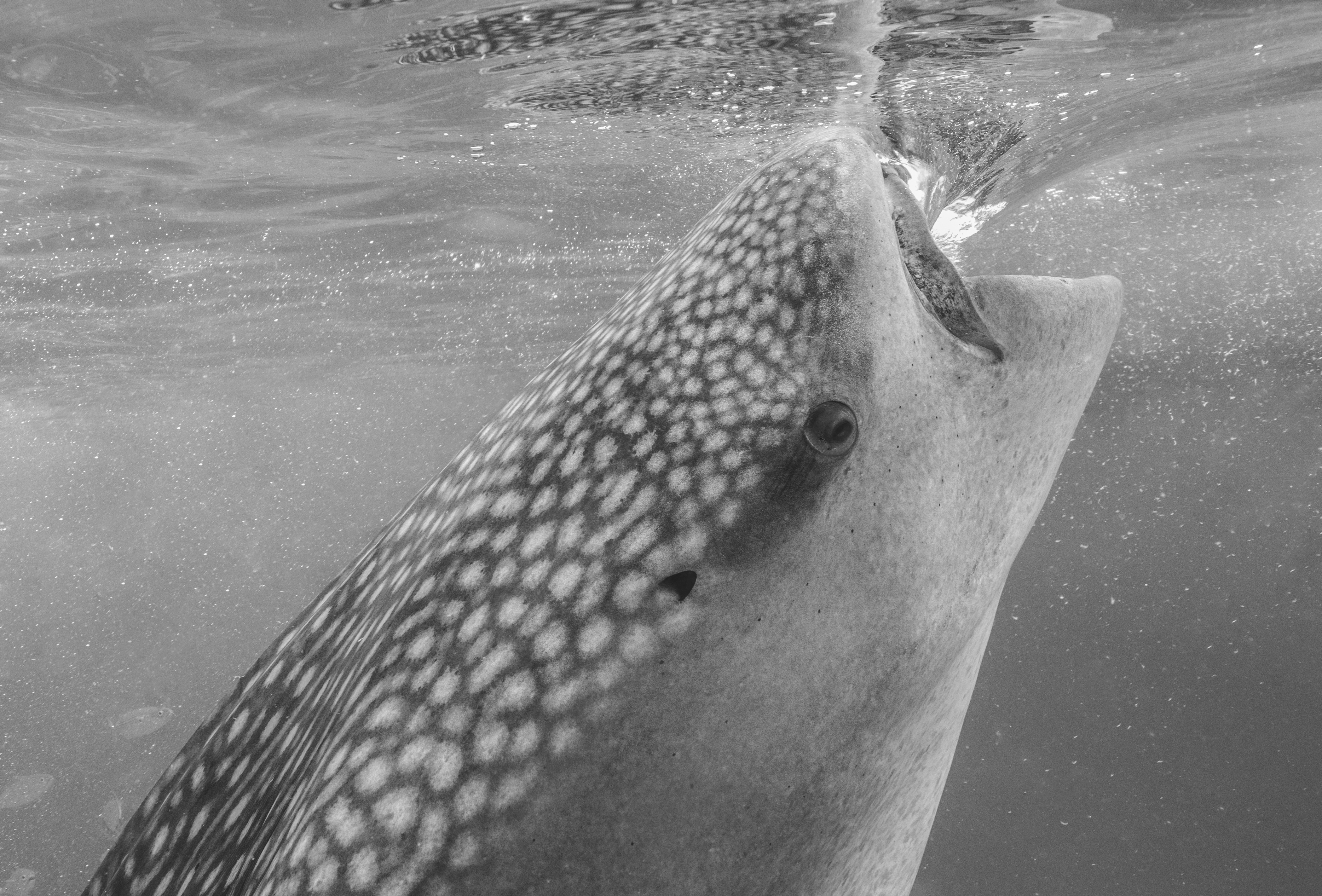 whaleshark3.jpg