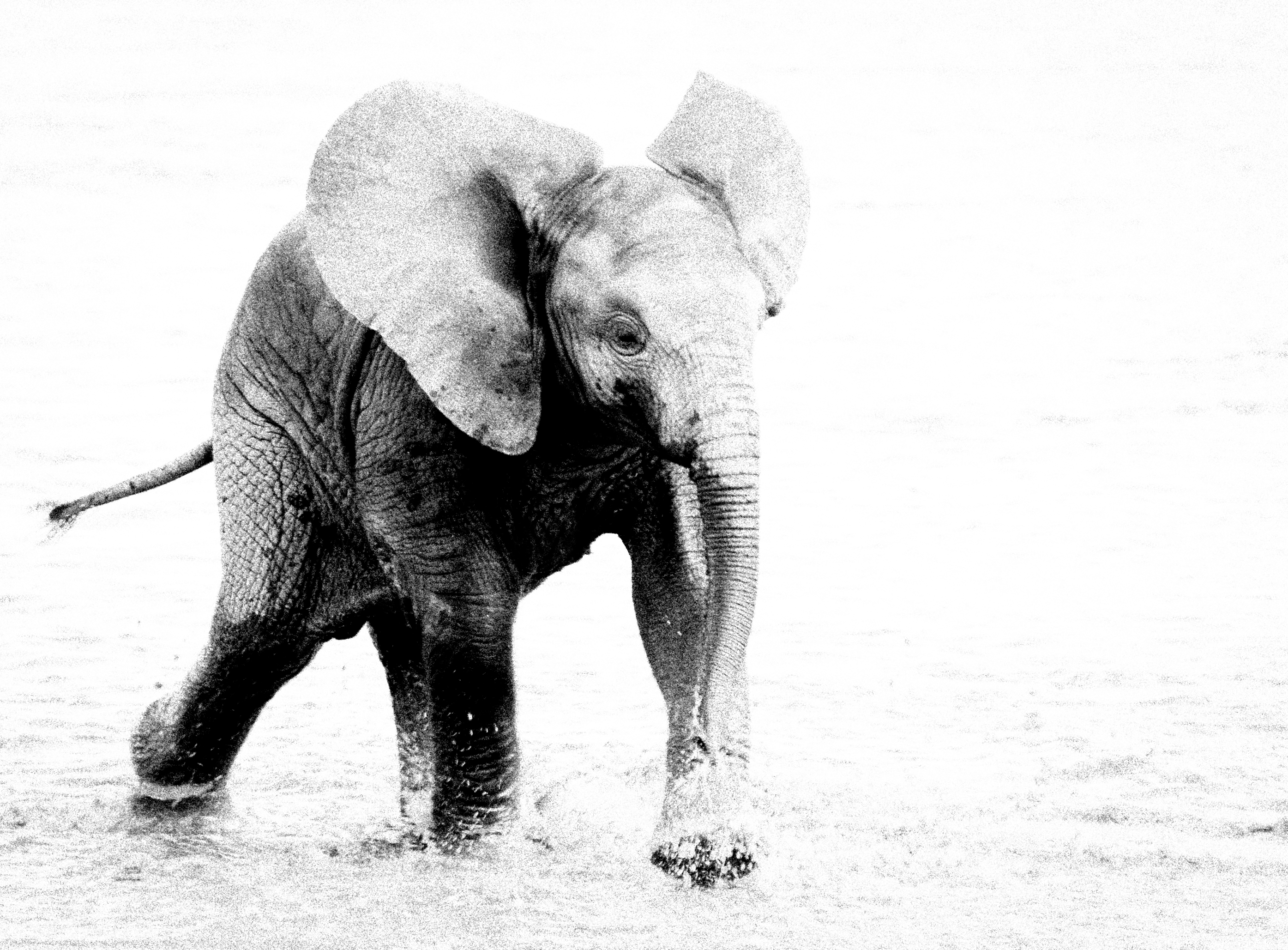 Baby Elephant.jpg