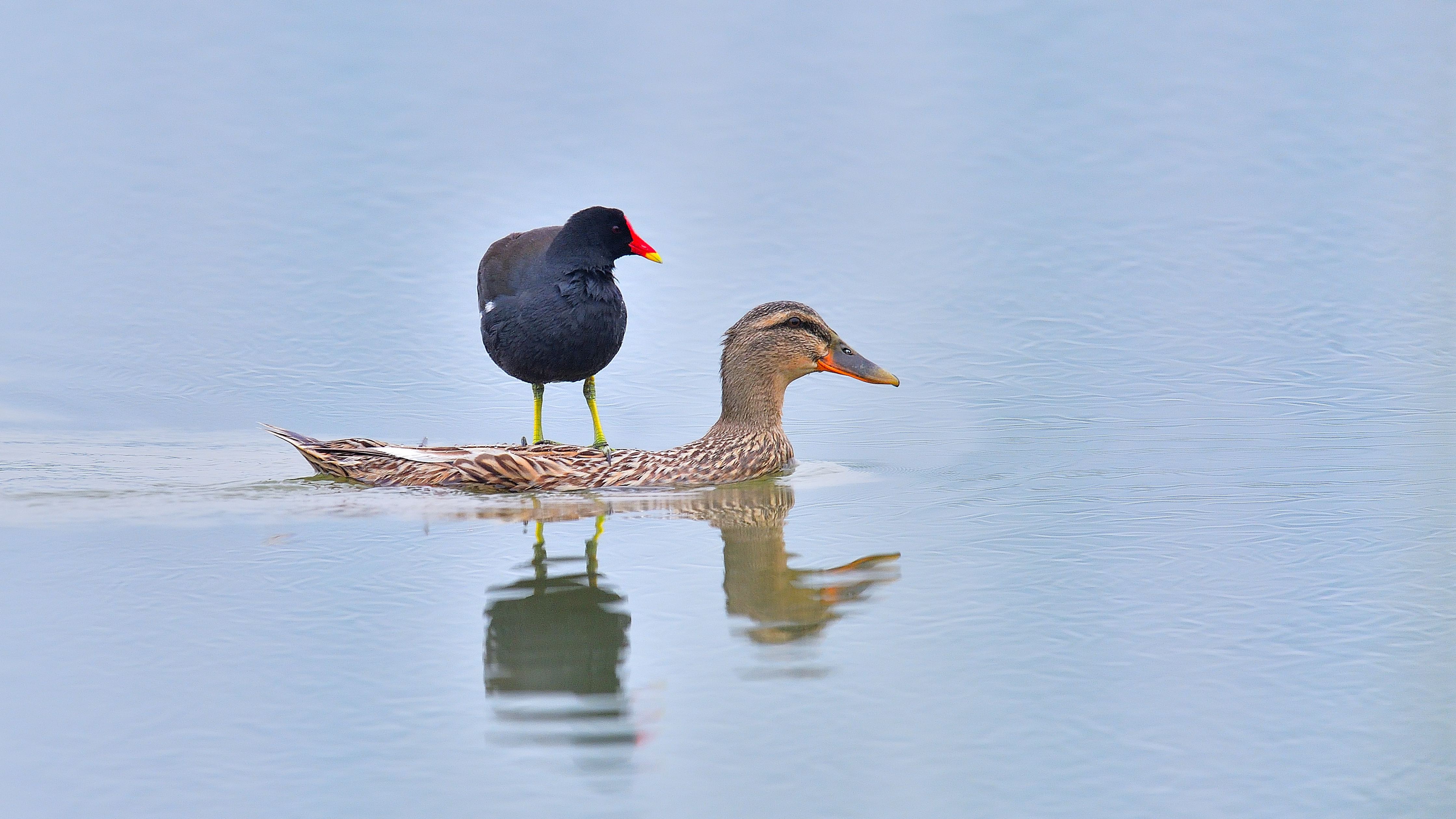 孙中胜 老孙头 黑水鸡搭乘绿翅鸭.jpeg