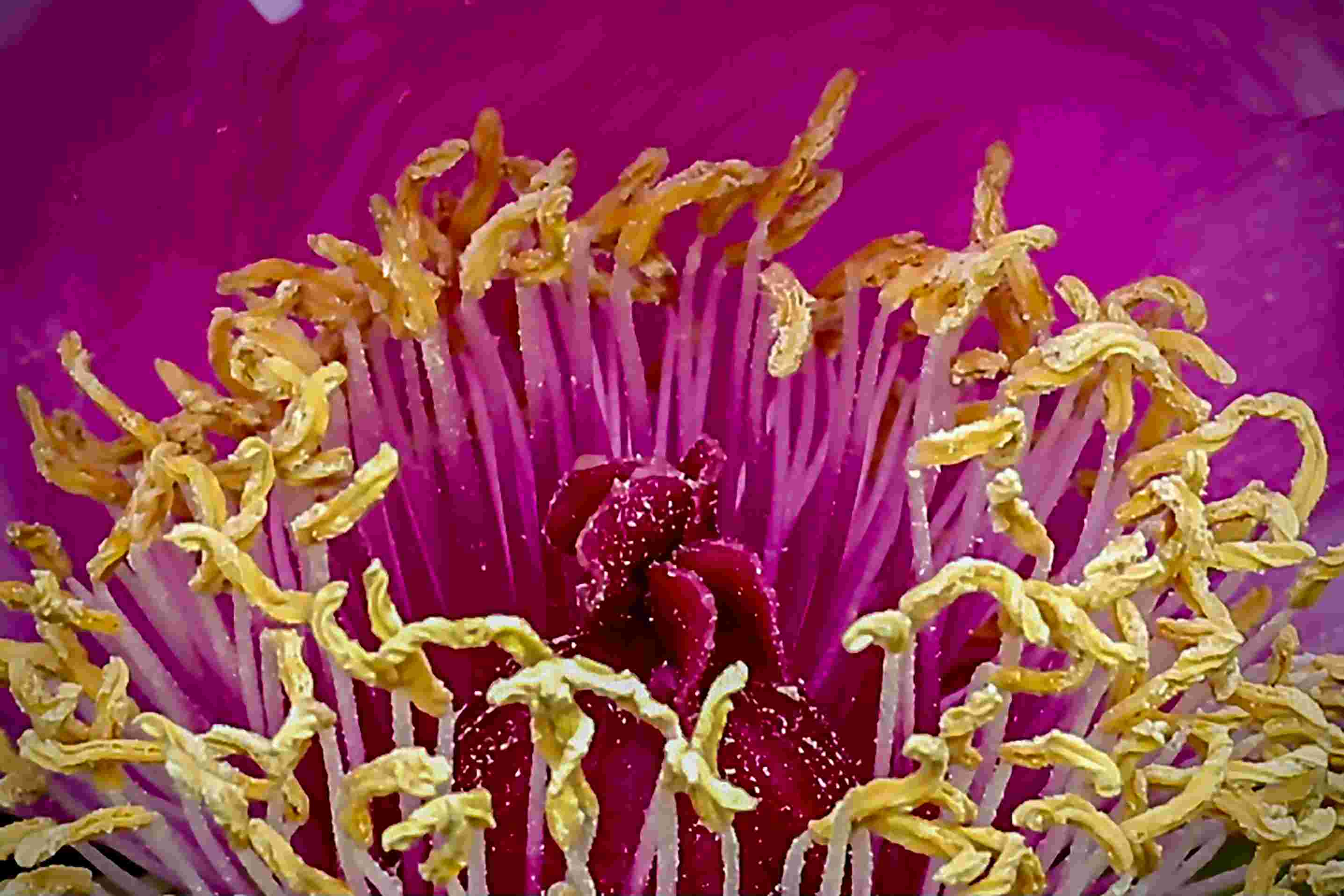 兑颂雅 《花巢》13838388633.jpg